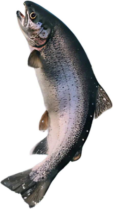 Trout Background